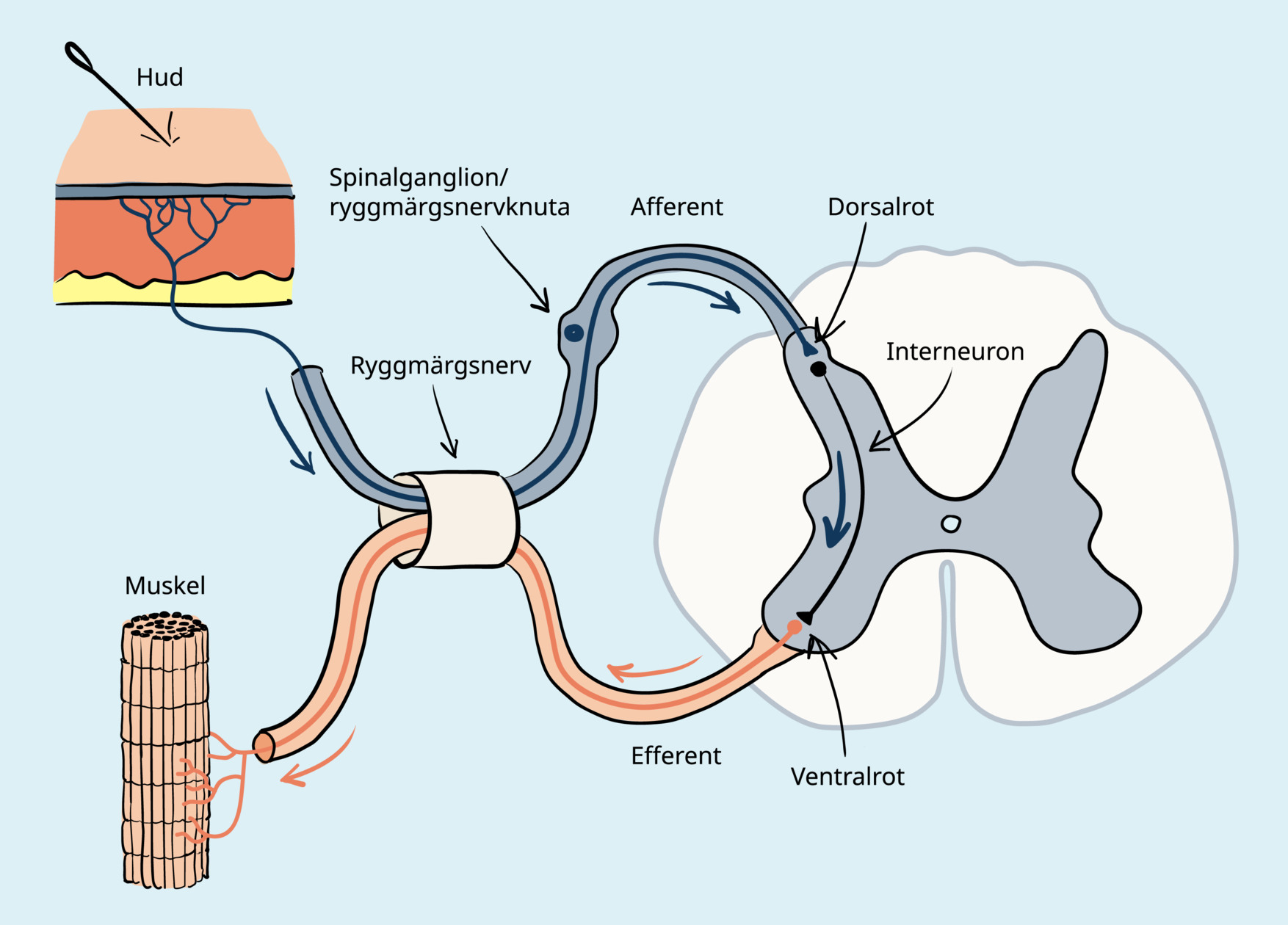 Schematisk bild över signalvägen för spinala reflexer